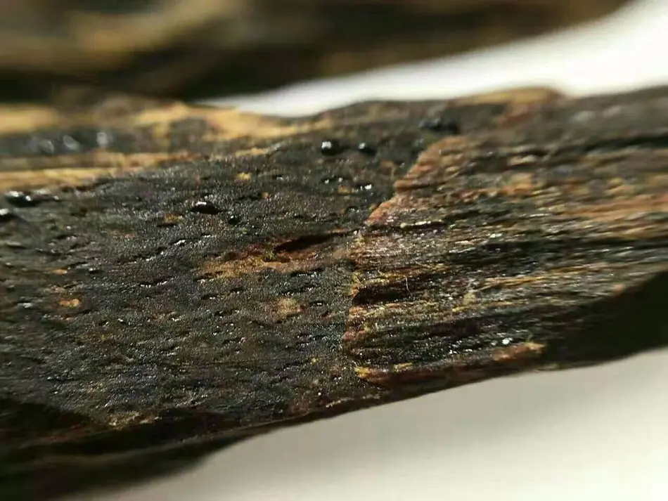 Premium resinous gaharu agarwood