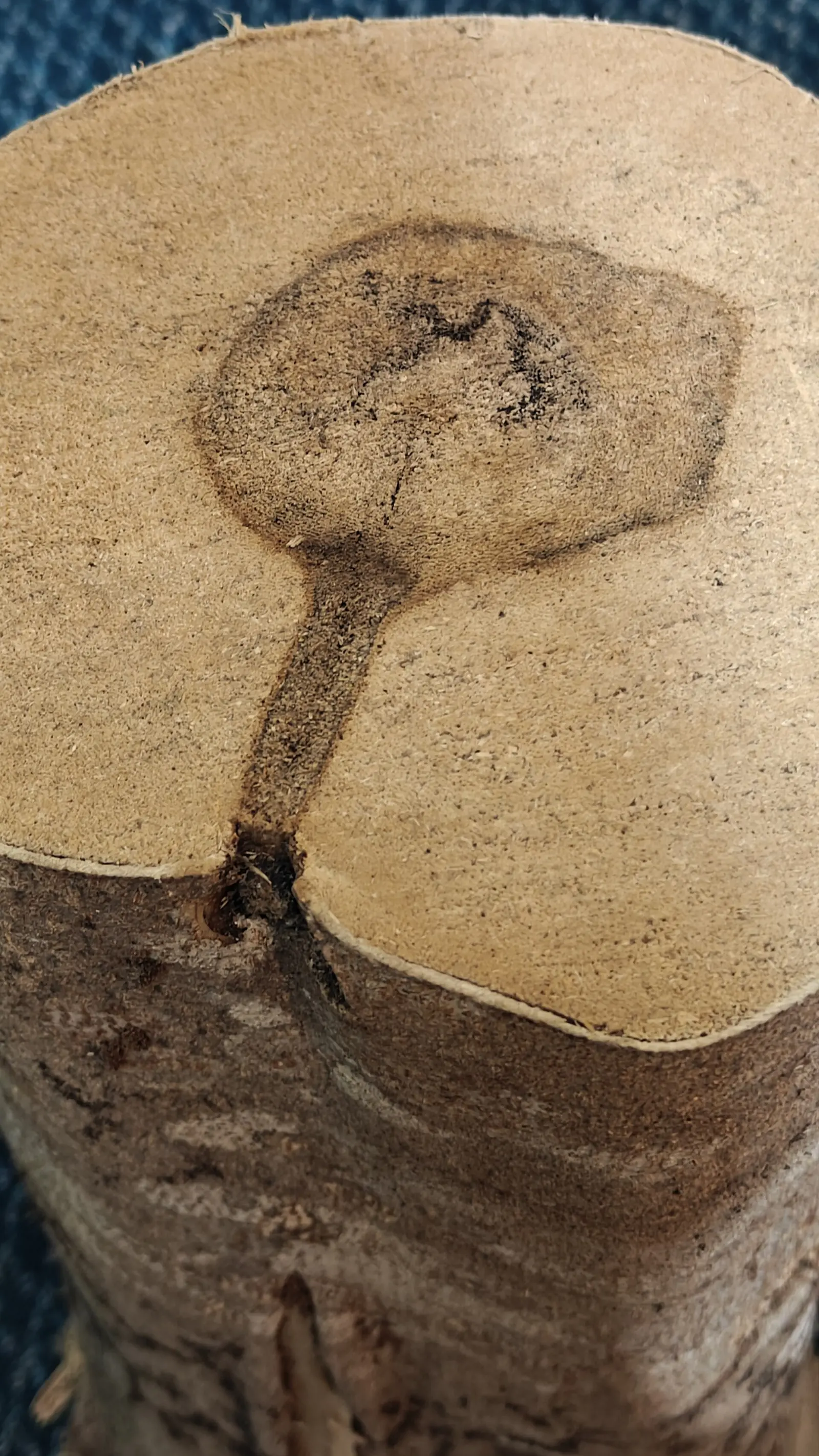 Cross-section of resin-infected Aquilaria agarwood in Malaysia